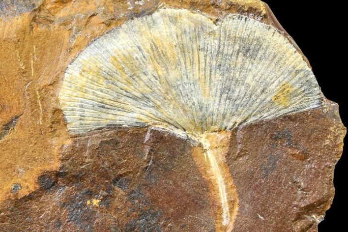 Fossil Ginkgo Leaf From North Dakota - Paleocene #163223